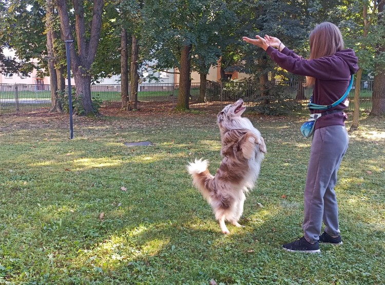 Dogfrisbee v Centru sociálních služeb Domus