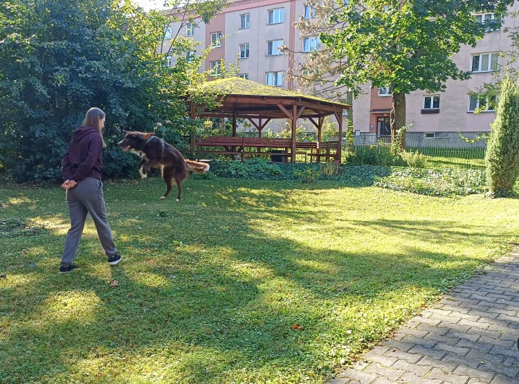 Dogfrisbee v Centru sociálních služeb Domus